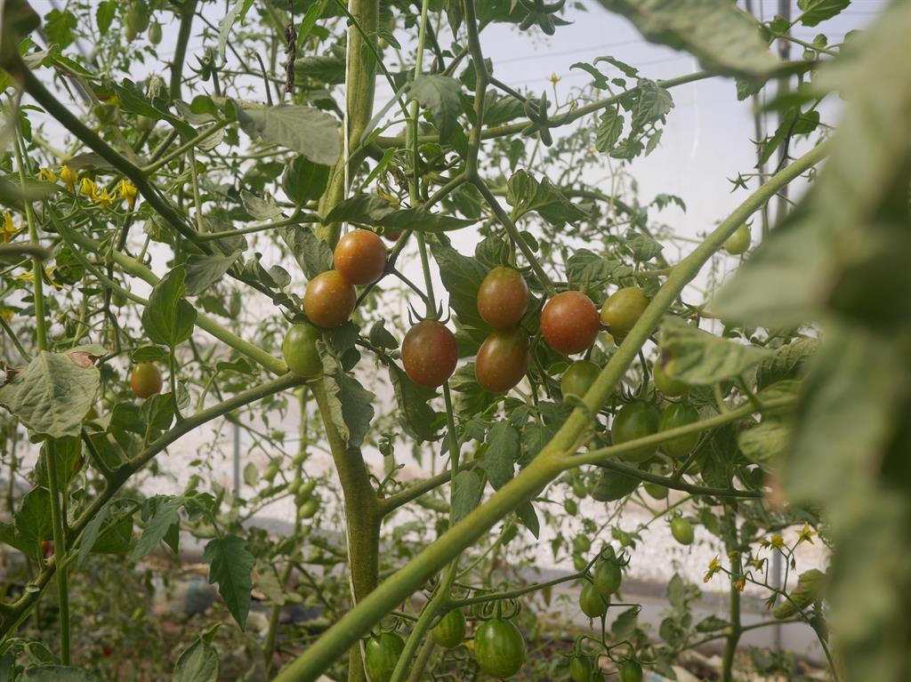 cherry tomato green house 