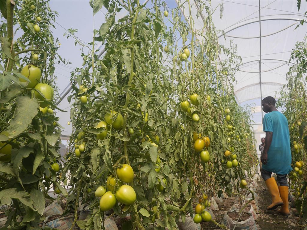 tomato green house